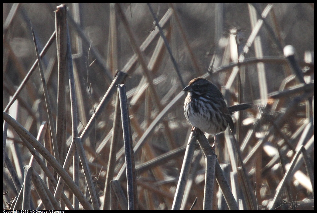 0119-095139-01.jpg - Song Sparrow 