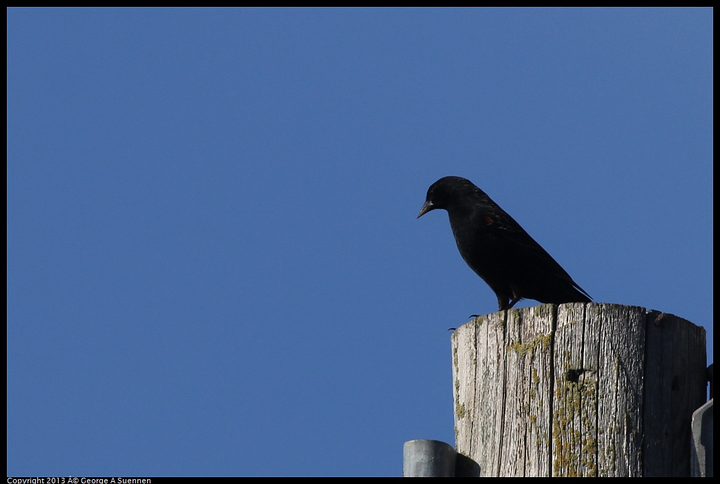 0119-095425-02.jpg - American Crow