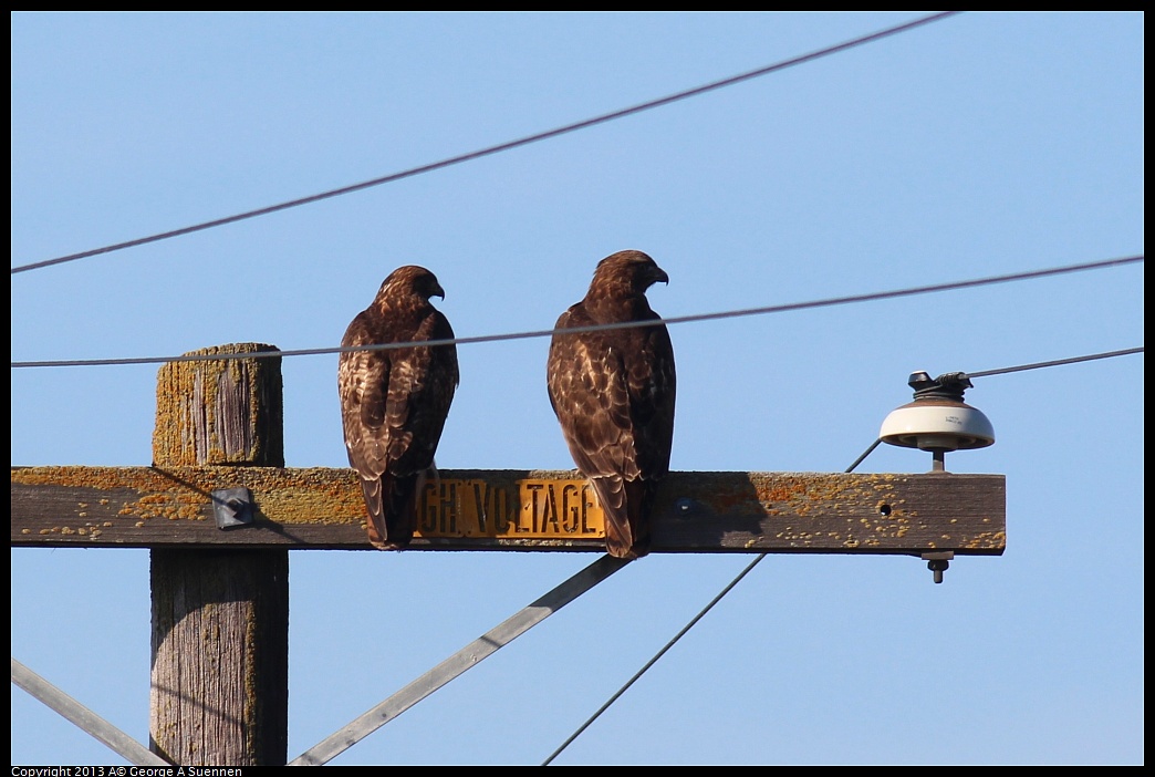 0119-095945-02.jpg - Red-tailed Hawk