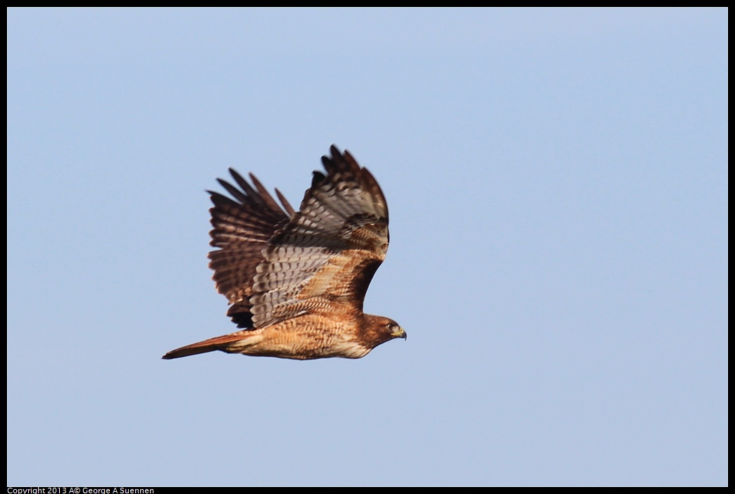 0119-100011-04.jpg - Red-tailed Hawk