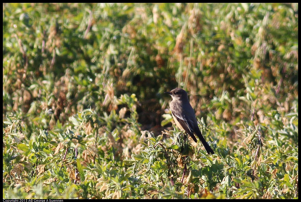 0119-100309-04.jpg - Say's Phoebe