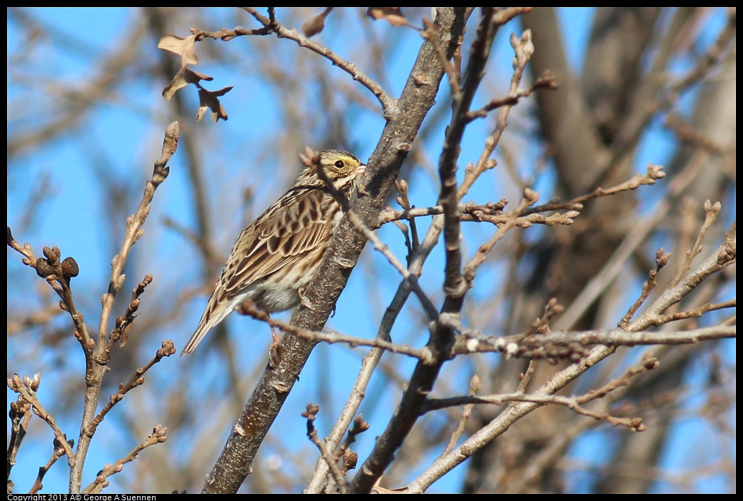 0119-100823-02.jpg - Savannah Sparrow