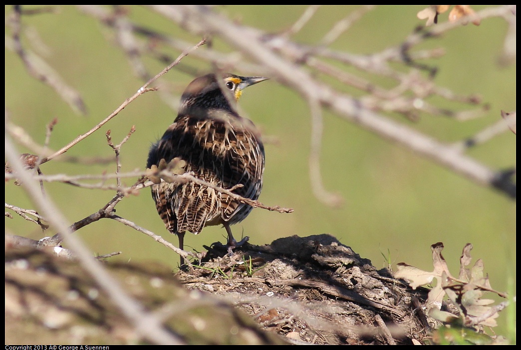 0119-100940-01.jpg - Western Meadowlark