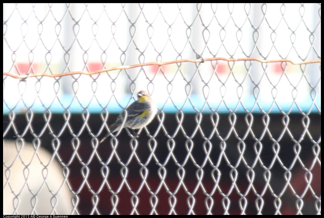 0119-101154-01.jpg - Yellow-rumped Warbler (Id only)