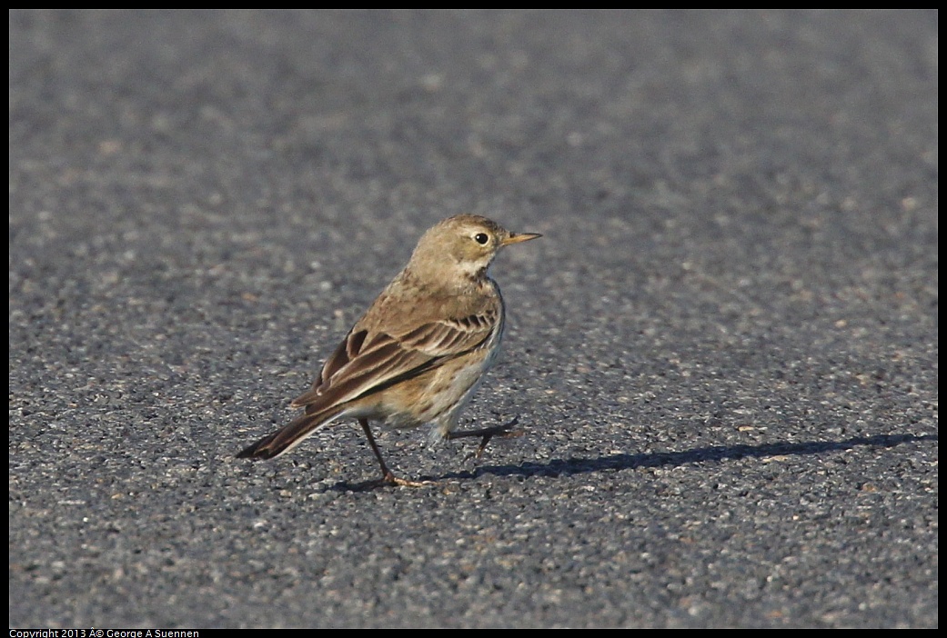 0119-085926-01.jpg - American Pipit