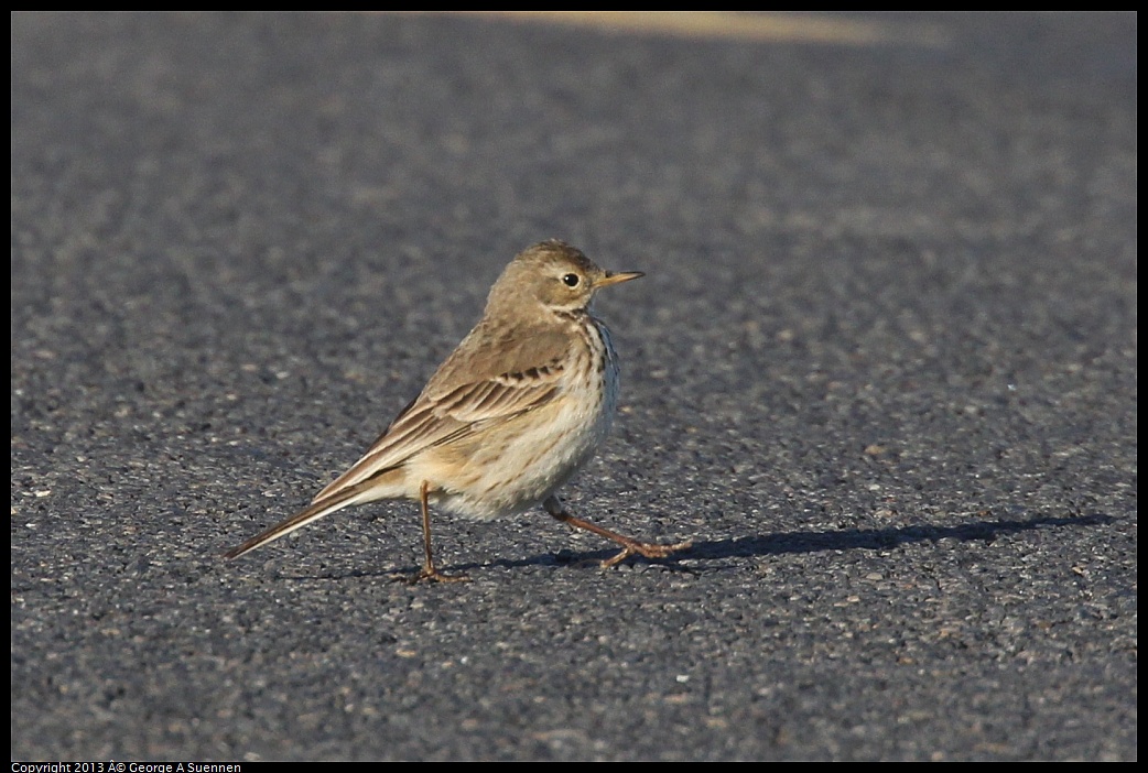 0119-085931-04.jpg - American Pipit