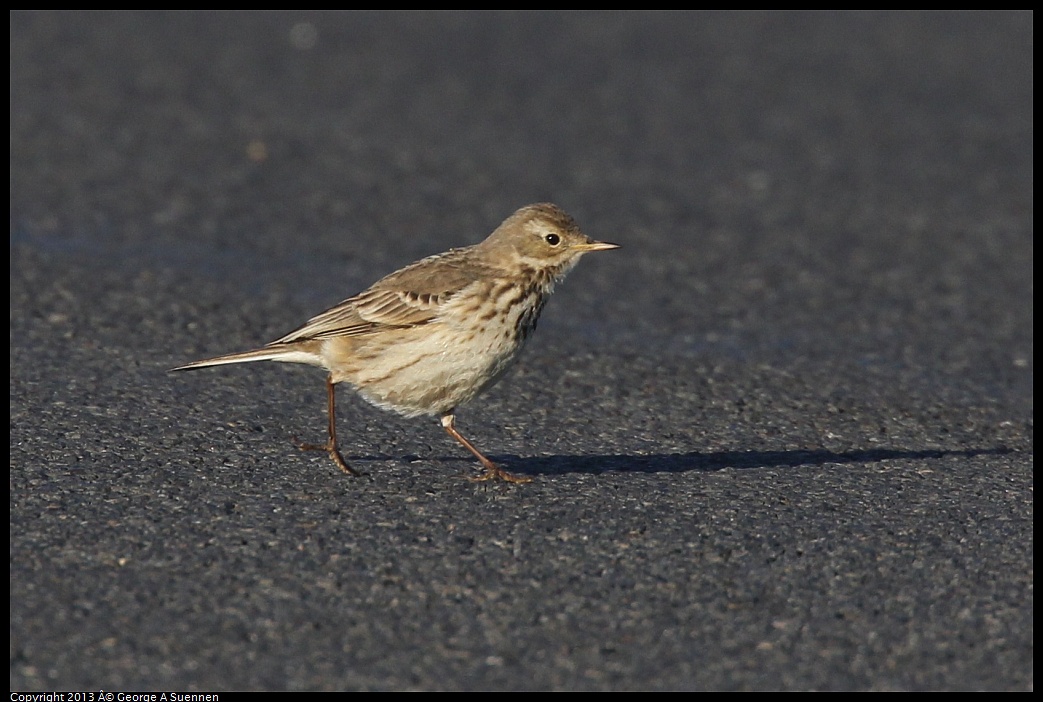 0119-085936-01.jpg - American Pipit