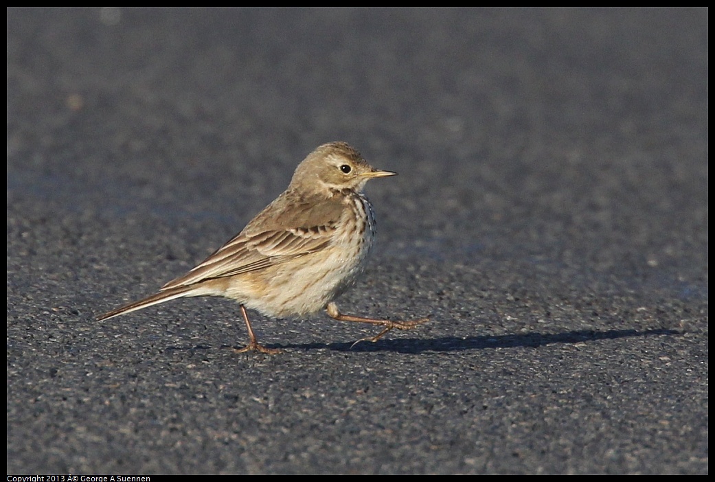 0119-085936-02.jpg - American Pipit