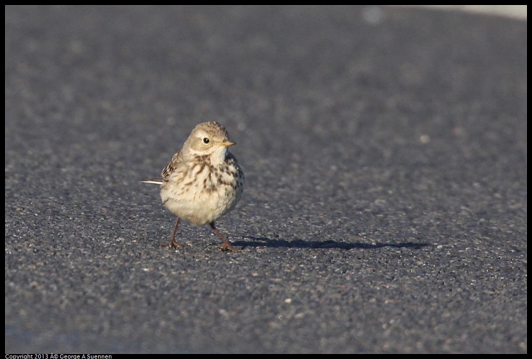 0119-085942-02.jpg - American Pipit