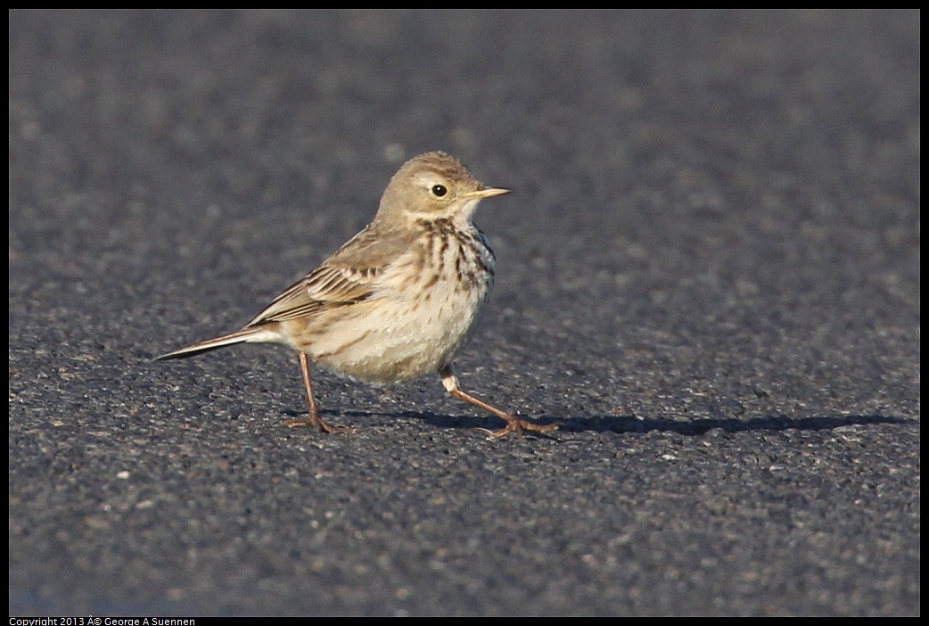 0119-085945-02.jpg - American Pipit