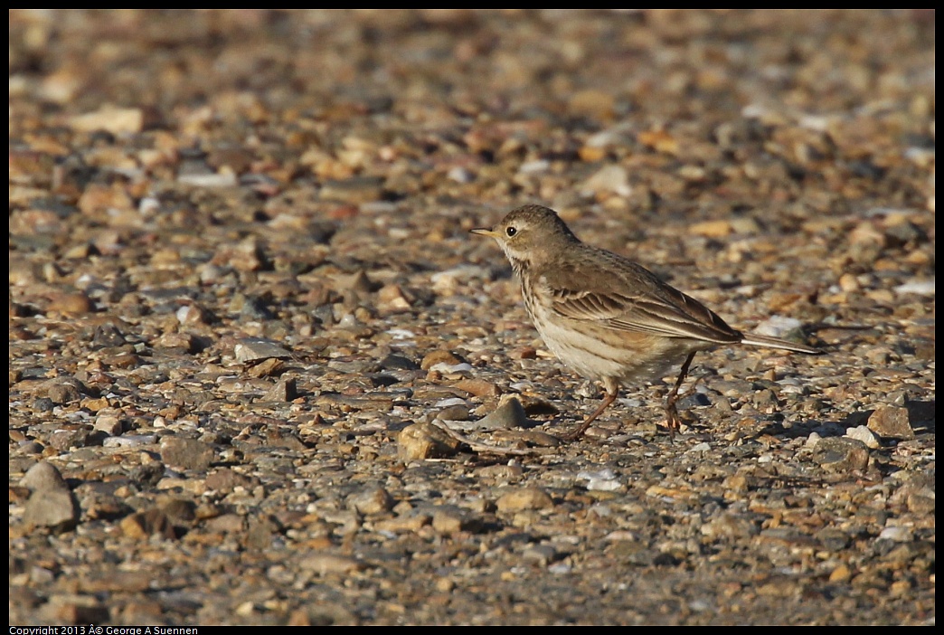 0119-090112-02.jpg - American Pipit