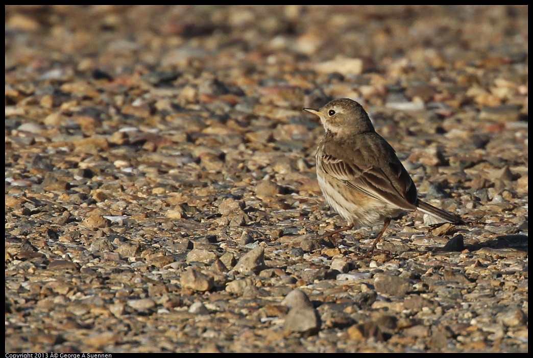 0119-090114-01.jpg - American Pipit