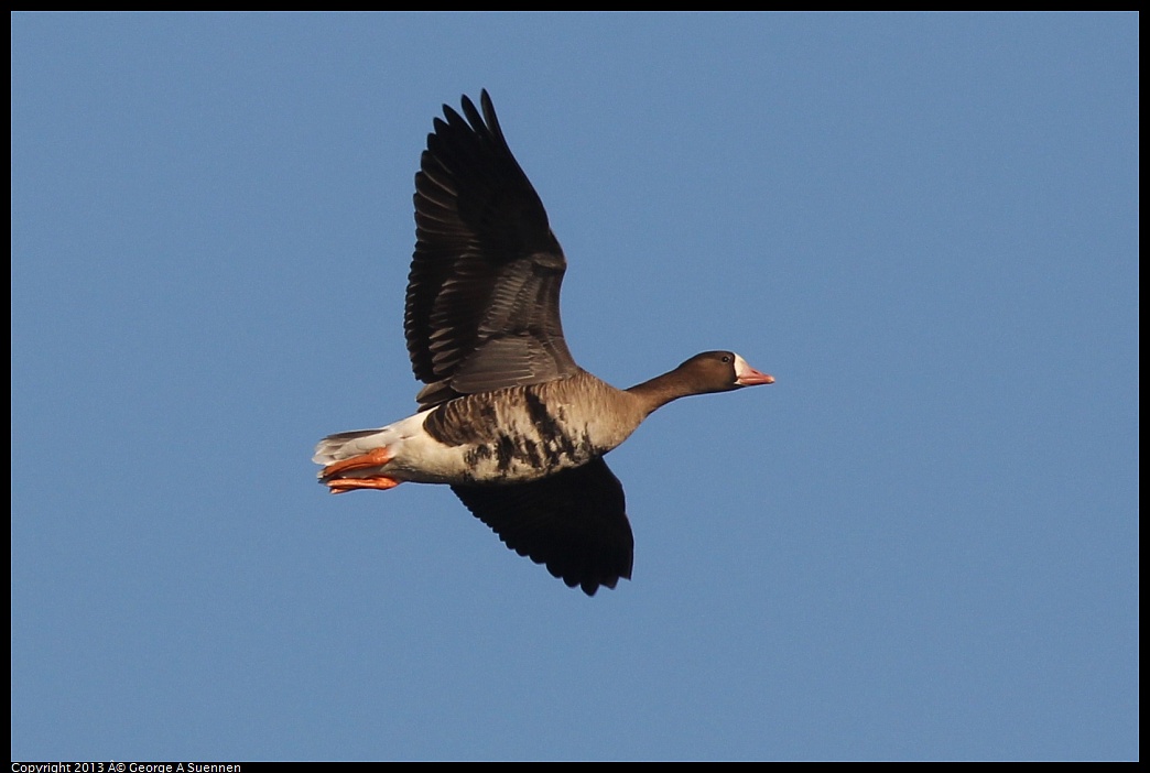 0119-085736-01.jpg - Greater White-fronted Goose