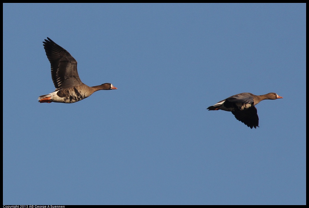 0119-085736-02.jpg - Greater White-fronted Goose