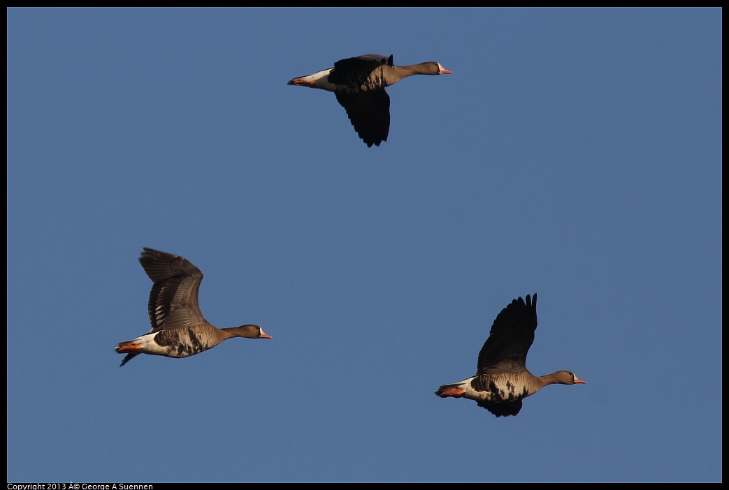 0119-085737-03.jpg - Greater White-fronted Goose