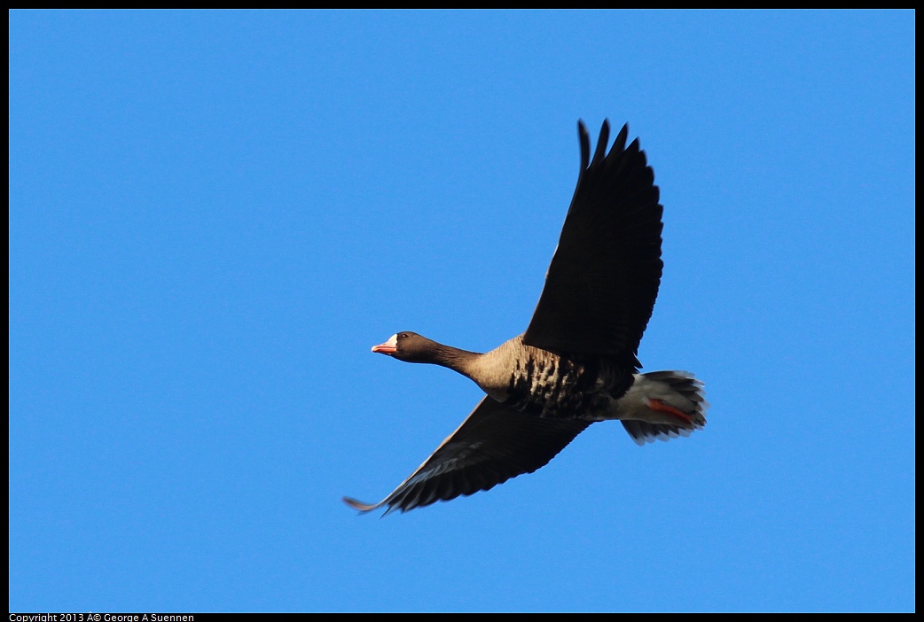 0119-090134-03.jpg - Greater White-fronted Goose