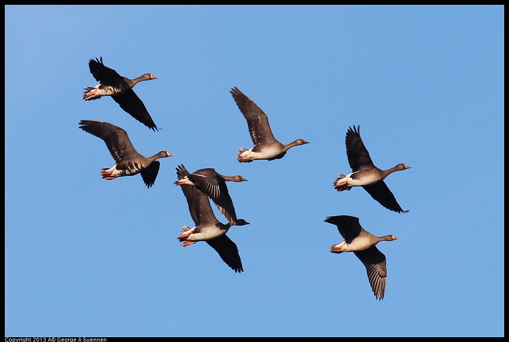 0119-090141-01.jpg - Greater White-fronted Goose