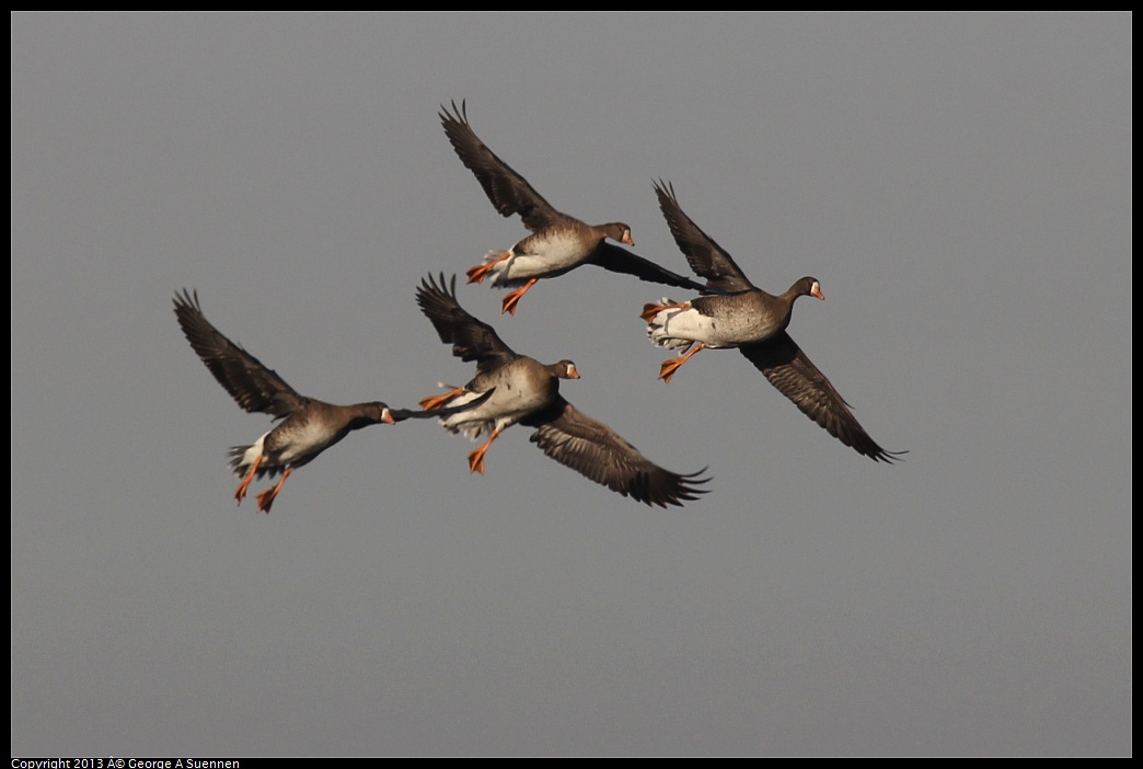 0119-090817-04.jpg - Greater White-fronted Goose