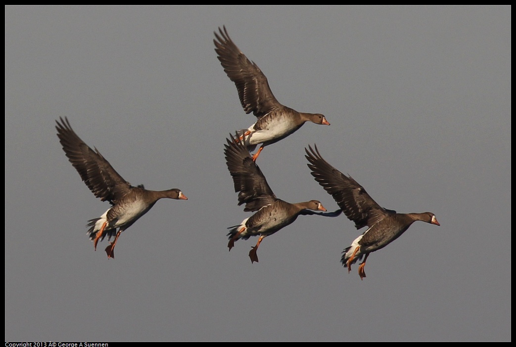 0119-090818-03.jpg - Greater White-fronted Goose