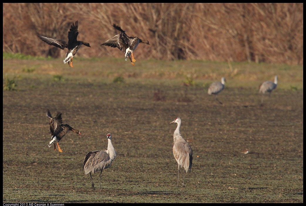 0119-090820-03.jpg - Greater White-fronted Goose and Sandhill Crane