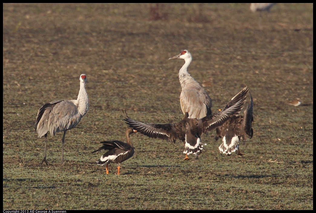 0119-090821-06.jpg - Greater White-fronted Goose and Sandhill Crane