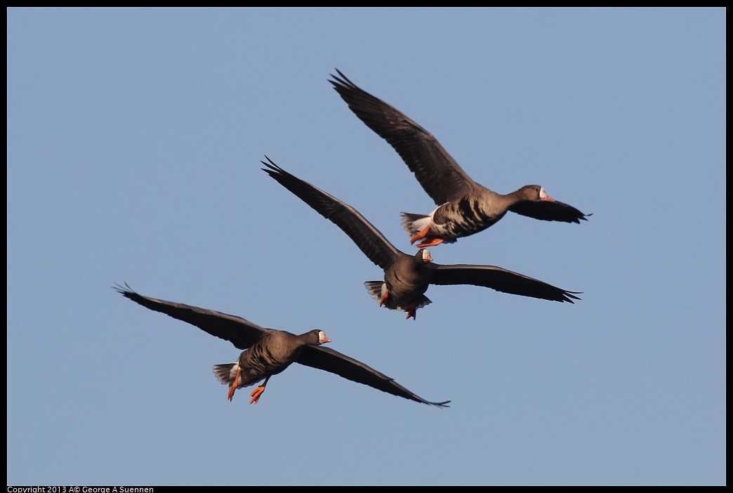 0119-091537-01.jpg - Greater White-fronted Goose