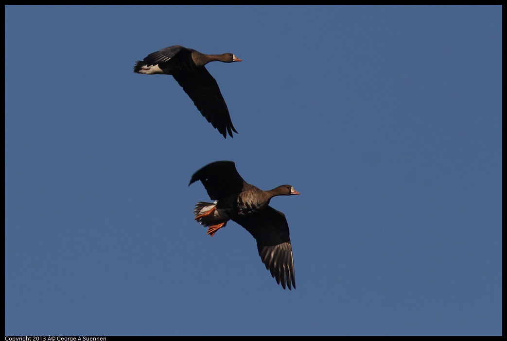 0119-092618-01.jpg - Greater White-fronted Goose