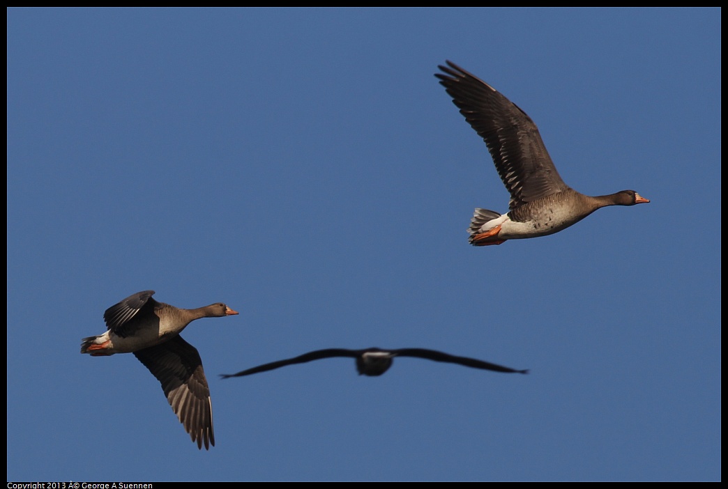 0119-093210-02.jpg - Greater White-fronted Goose