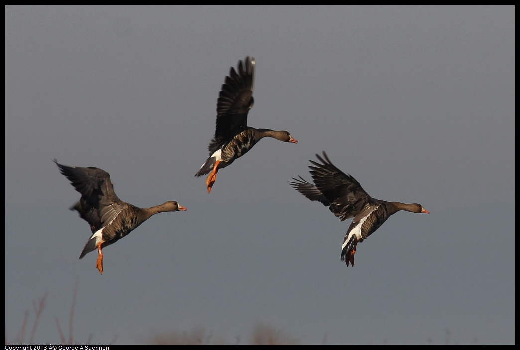 0119-093321-02.jpg - Greater White-fronted Goose