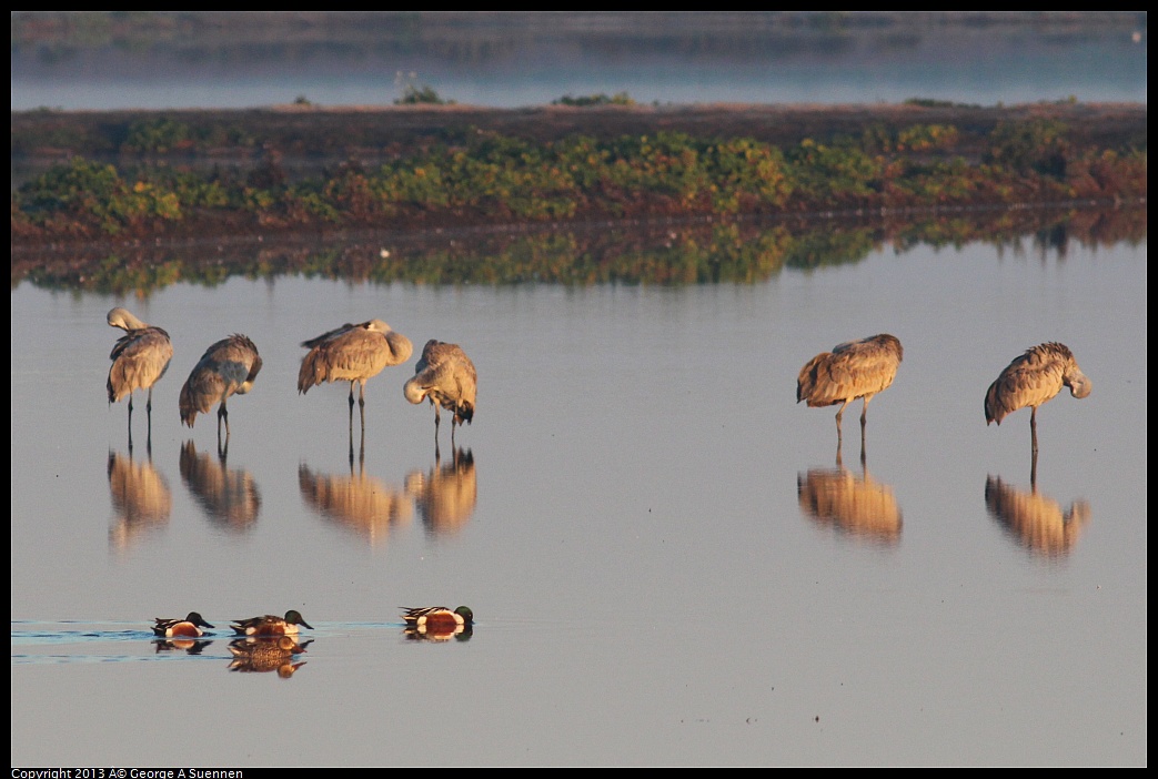 0119-074034-01.jpg - Sandhill Crane and Norther Shoveler