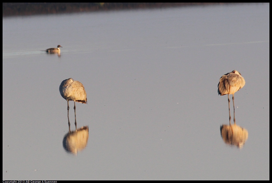 0119-074913-01.jpg - Sandhill Crane and Northern Pintail