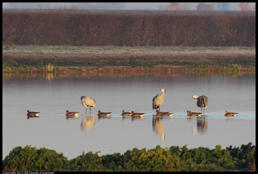 0119-074956-01.jpg - Sandhill Crane and Greater White-fronted Goose