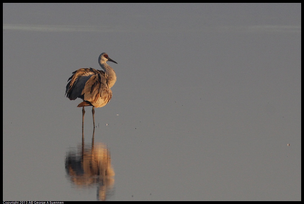 0119-075011-04.jpg - Sandhill Crane