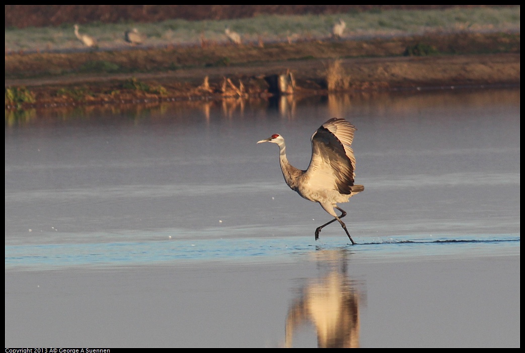 0119-080140-04.jpg - Sandhill Crane