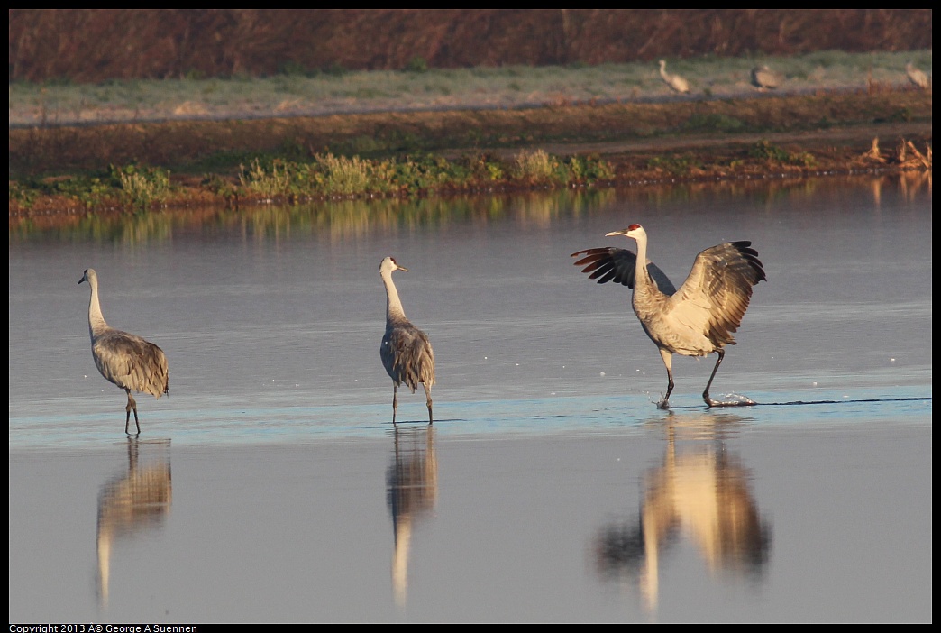 0119-080141-04.jpg - Sandhill Crane