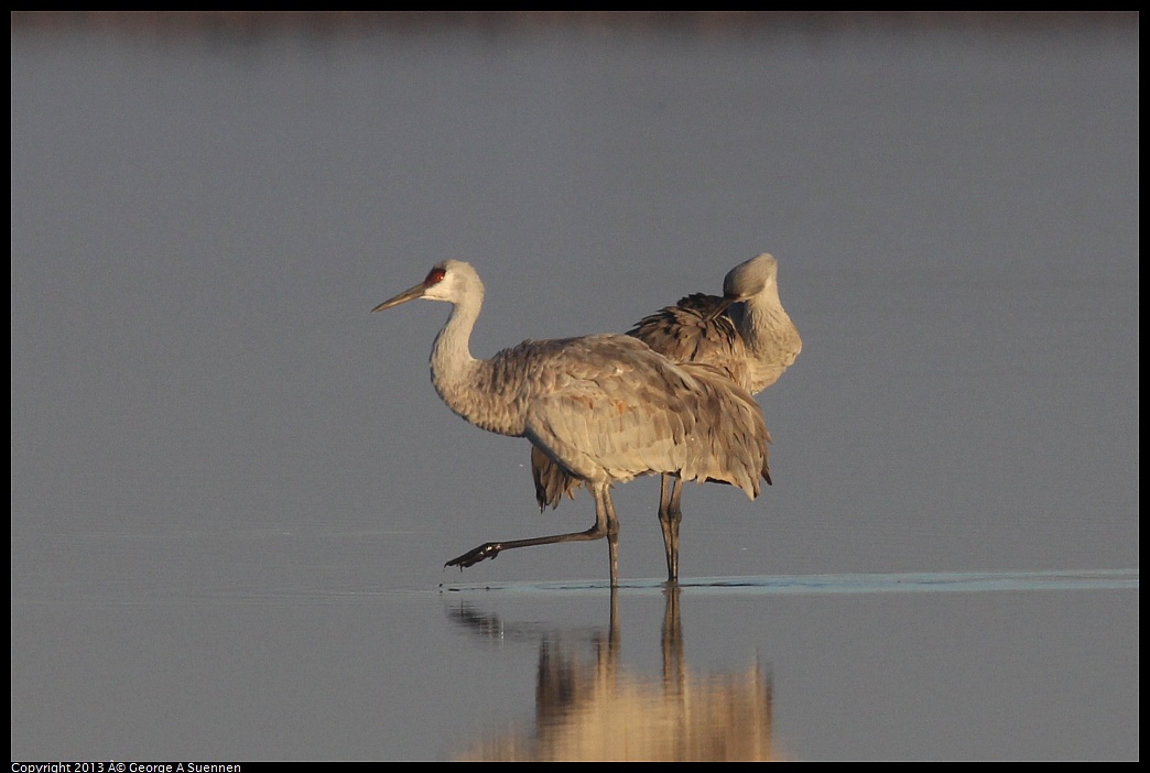 0119-080430-04.jpg - Sandhill Crane