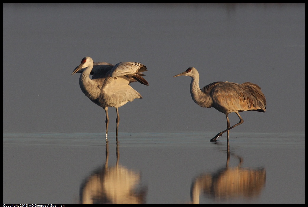 0119-080535-02.jpg - Sandhill Crane