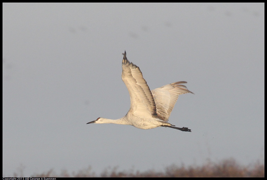 0119-080721-01.jpg - Sandhill Crane