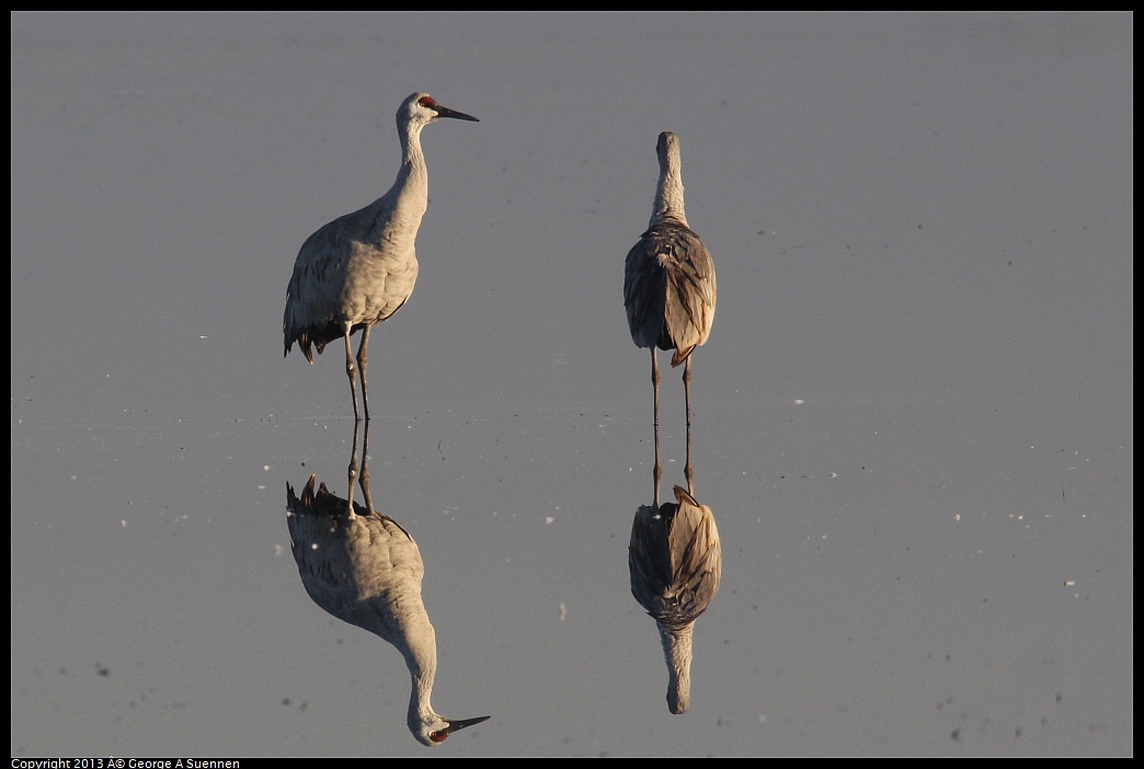 0119-081410-02.jpg - Sandhill Crane