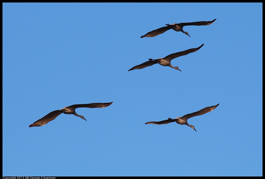 0119-081426-01.jpg - Sandhill Crane