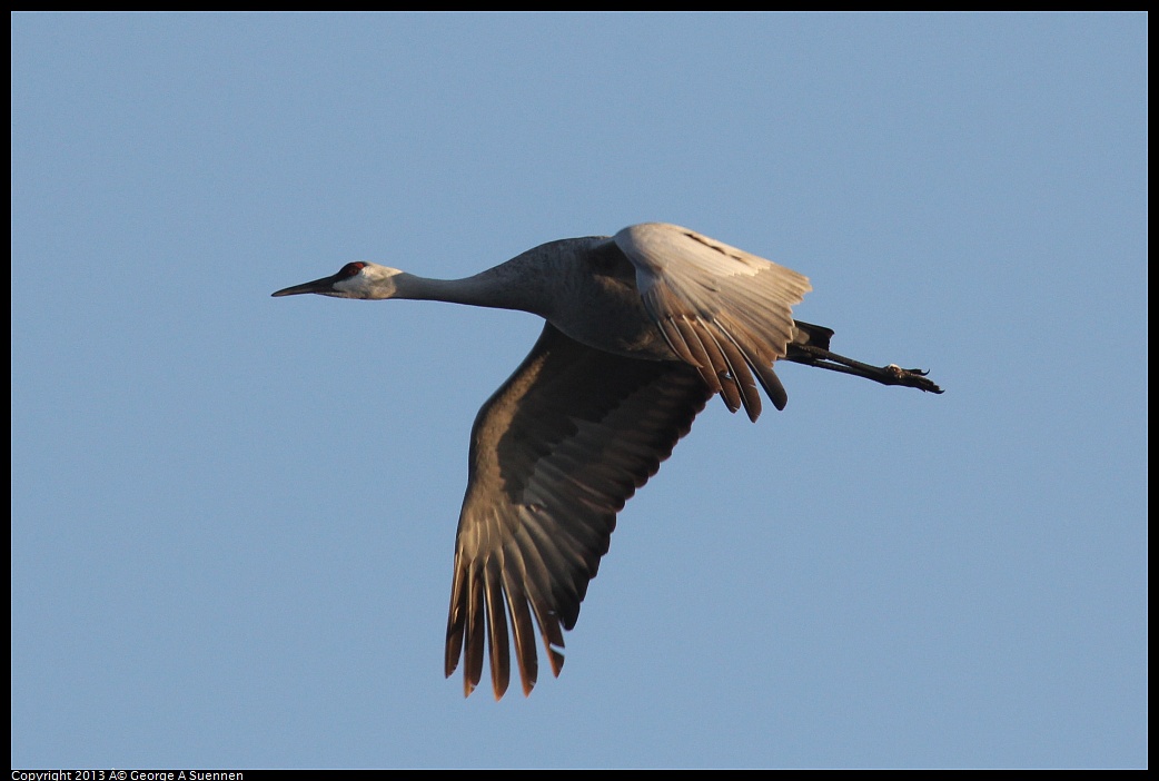 0119-081549-02.jpg - Sandhill Crane