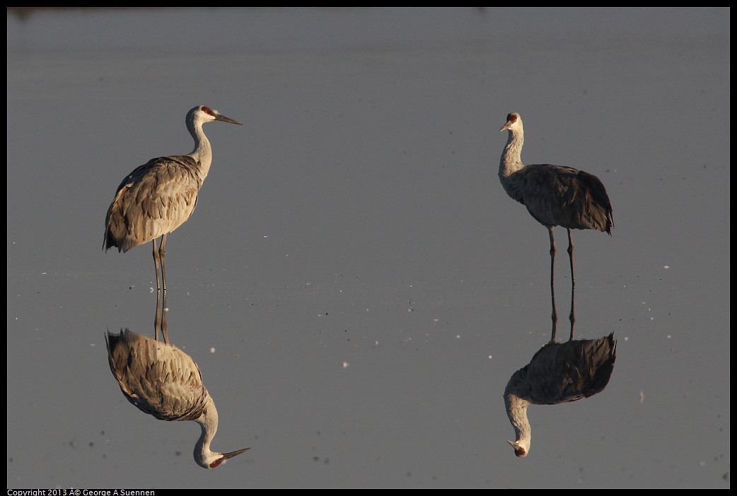 0119-081612-01.jpg - Sandhill Crane