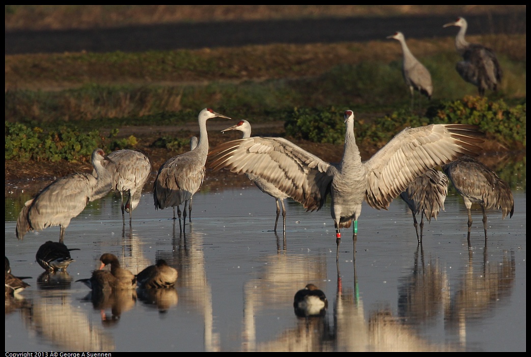 0119-082716-01.jpg - Sandhill Crane