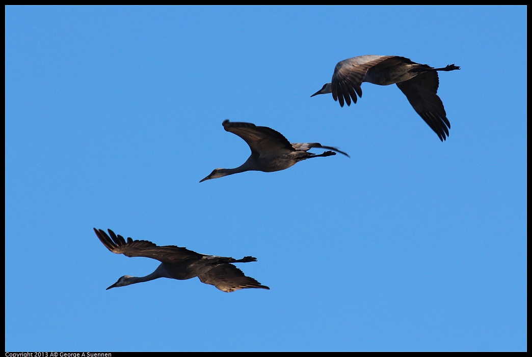 0119-083049-02.jpg - Sandhill Crane