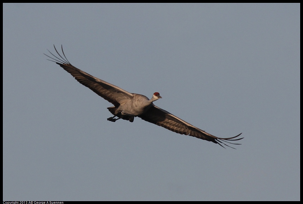 0119-083548-01.jpg - Sandhill Crane