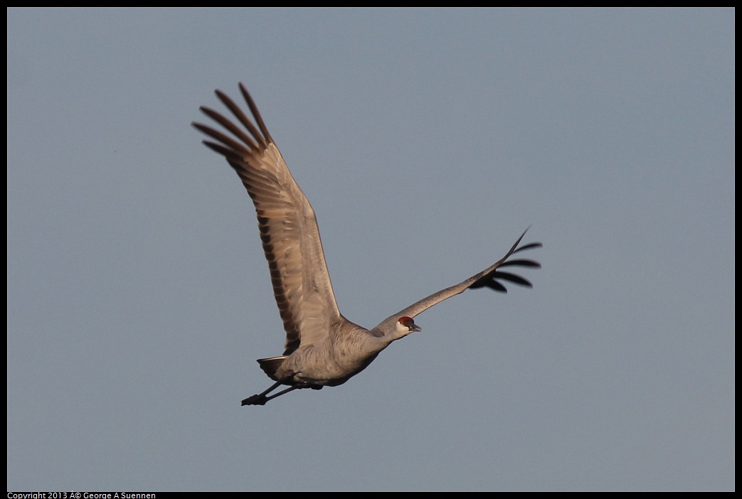 0119-083548-02.jpg - Sandhill Crane