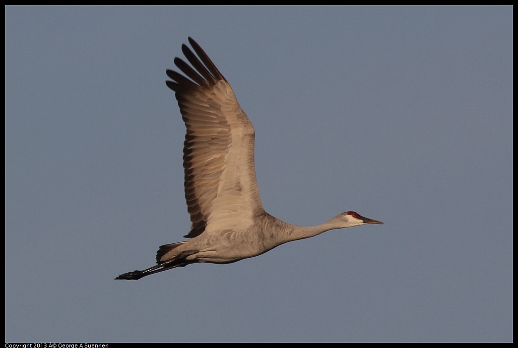 0119-083550-03.jpg - Sandhill Crane