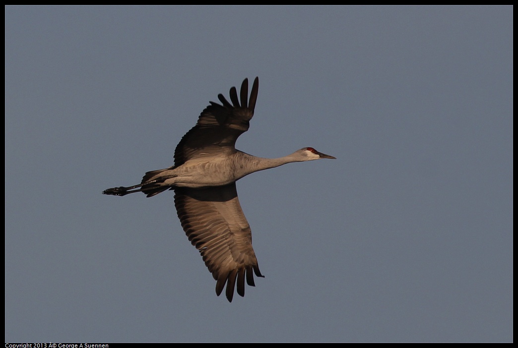 0119-083550-04.jpg - Sandhill Crane