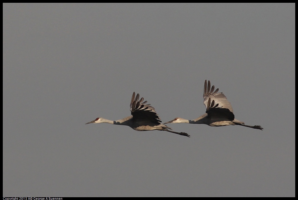 0119-084742-02.jpg - Sandhill Crane