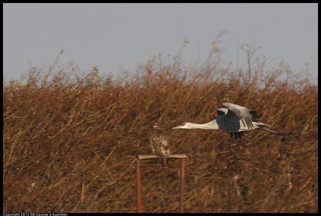 0119-084803-02.jpg - Sandhill Crane and Red-tailed Hawk